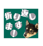 柴犬のこはるなんです〜黒柴子犬ちゃん〜②（個別スタンプ：6）