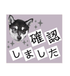 柴犬のこはるなんです〜黒柴子犬ちゃん〜②（個別スタンプ：9）