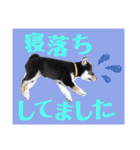 柴犬のこはるなんです〜黒柴子犬ちゃん〜②（個別スタンプ：11）