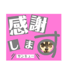 柴犬のこはるなんです〜黒柴子犬ちゃん〜②（個別スタンプ：16）