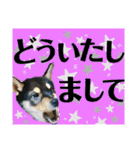 柴犬のこはるなんです〜黒柴子犬ちゃん〜②（個別スタンプ：18）