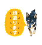 柴犬のこはるなんです〜黒柴子犬ちゃん〜②（個別スタンプ：19）