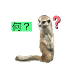 いろいろな動物達なの（個別スタンプ：1）