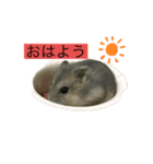 いろいろな動物達なの（個別スタンプ：2）