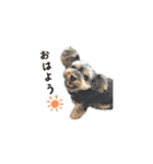 ヨーキー犬 こころの日常（個別スタンプ：1）