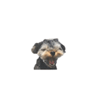 ヨーキー犬 こころの日常（個別スタンプ：5）