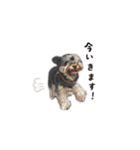 ヨーキー犬 こころの日常（個別スタンプ：7）