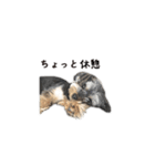 ヨーキー犬 こころの日常（個別スタンプ：9）