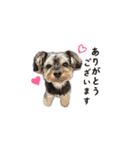 ヨーキー犬 こころの日常（個別スタンプ：10）