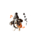 ヨーキー犬 こころの日常（個別スタンプ：11）