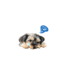 ヨーキー犬 こころの日常（個別スタンプ：12）