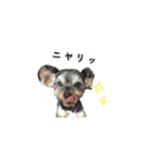 ヨーキー犬 こころの日常（個別スタンプ：14）