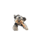 ヨーキー犬 こころの日常（個別スタンプ：16）