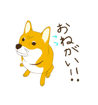 柴犬ぽん太の日常（個別スタンプ：21）