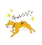 柴犬ぽん太の日常（個別スタンプ：30）