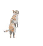 透明水彩 - 三毛猫 -（個別スタンプ：1）