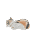 透明水彩 - 三毛猫 -（個別スタンプ：6）