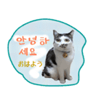 猫の写真でまいにち韓国語（日本語訳あり）（個別スタンプ：1）