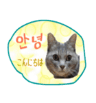 猫の写真でまいにち韓国語（日本語訳あり）（個別スタンプ：2）