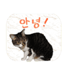 猫の写真でまいにち韓国語（日本語訳あり）（個別スタンプ：3）