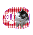 猫の写真でまいにち韓国語（日本語訳あり）（個別スタンプ：4）