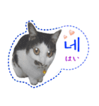猫の写真でまいにち韓国語（日本語訳あり）（個別スタンプ：5）
