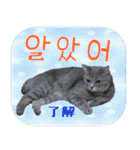 猫の写真でまいにち韓国語（日本語訳あり）（個別スタンプ：6）