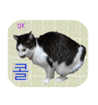 猫の写真でまいにち韓国語（日本語訳あり）（個別スタンプ：7）