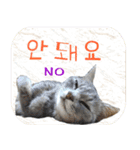 猫の写真でまいにち韓国語（日本語訳あり）（個別スタンプ：8）