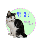 猫の写真でまいにち韓国語（日本語訳あり）（個別スタンプ：9）