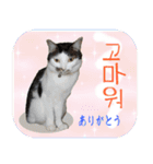 猫の写真でまいにち韓国語（日本語訳あり）（個別スタンプ：10）