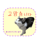 猫の写真でまいにち韓国語（日本語訳あり）（個別スタンプ：11）
