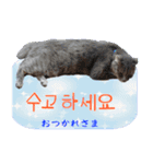 猫の写真でまいにち韓国語（日本語訳あり）（個別スタンプ：13）