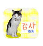 猫の写真でまいにち韓国語（日本語訳あり）（個別スタンプ：14）