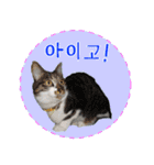 猫の写真でまいにち韓国語（日本語訳あり）（個別スタンプ：15）