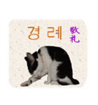 猫の写真でまいにち韓国語（日本語訳あり）（個別スタンプ：16）