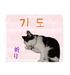 猫の写真でまいにち韓国語（日本語訳あり）（個別スタンプ：17）
