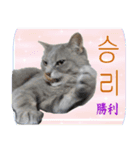 猫の写真でまいにち韓国語（日本語訳あり）（個別スタンプ：18）