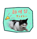 猫の写真でまいにち韓国語（日本語訳あり）（個別スタンプ：19）