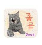 猫の写真でまいにち韓国語（日本語訳あり）（個別スタンプ：20）