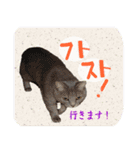 猫の写真でまいにち韓国語（日本語訳あり）（個別スタンプ：21）