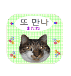 猫の写真でまいにち韓国語（日本語訳あり）（個別スタンプ：22）