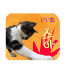 猫の写真でまいにち韓国語（日本語訳あり）（個別スタンプ：23）