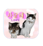 猫の写真でまいにち韓国語（日本語訳あり）（個別スタンプ：25）
