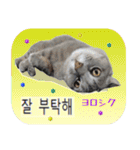 猫の写真でまいにち韓国語（日本語訳あり）（個別スタンプ：26）