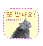 猫の写真でまいにち韓国語（日本語訳あり）（個別スタンプ：27）