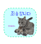 猫の写真でまいにち韓国語（日本語訳あり）（個別スタンプ：29）
