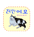 猫の写真でまいにち韓国語（日本語訳あり）（個別スタンプ：30）