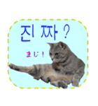 猫の写真でまいにち韓国語（日本語訳あり）（個別スタンプ：31）