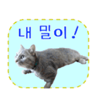 猫の写真でまいにち韓国語（日本語訳あり）（個別スタンプ：32）